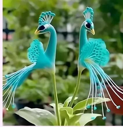Vibrant Peacock Flower Seeds (Pack of 1)